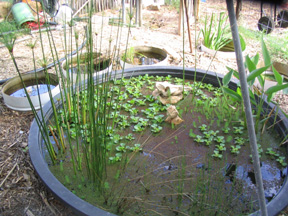 Greywater Pond - from the Rhizome Collective in Austin Texax