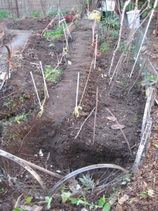 06. newly composted bed (right) , raised path (left). most of beds are cover-cropped with clover when they're finished, but i decided to plant some of the bulk room fava beans adjacent to the transplanted volunteers.
