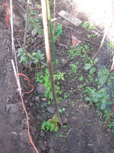 07. volunteer favas, tomato & lettuce rescued from this construction site